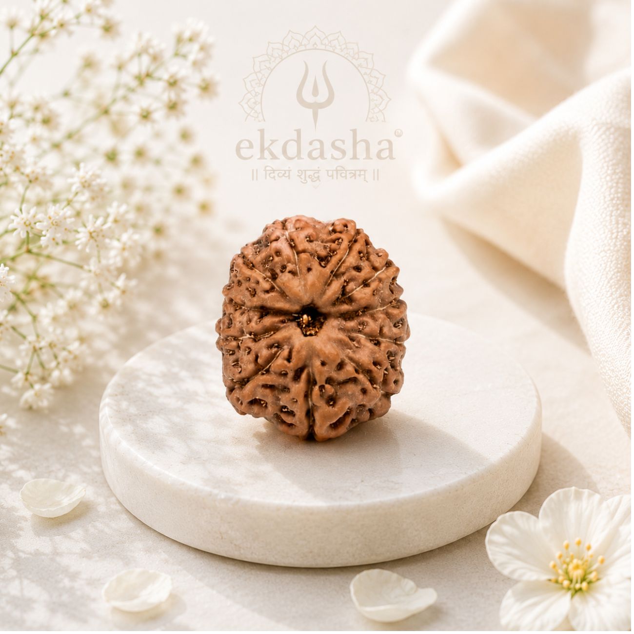 11 Mukhi Rudraksha from Java Loose Bead | Original Eleven Mukhi Rudraksha