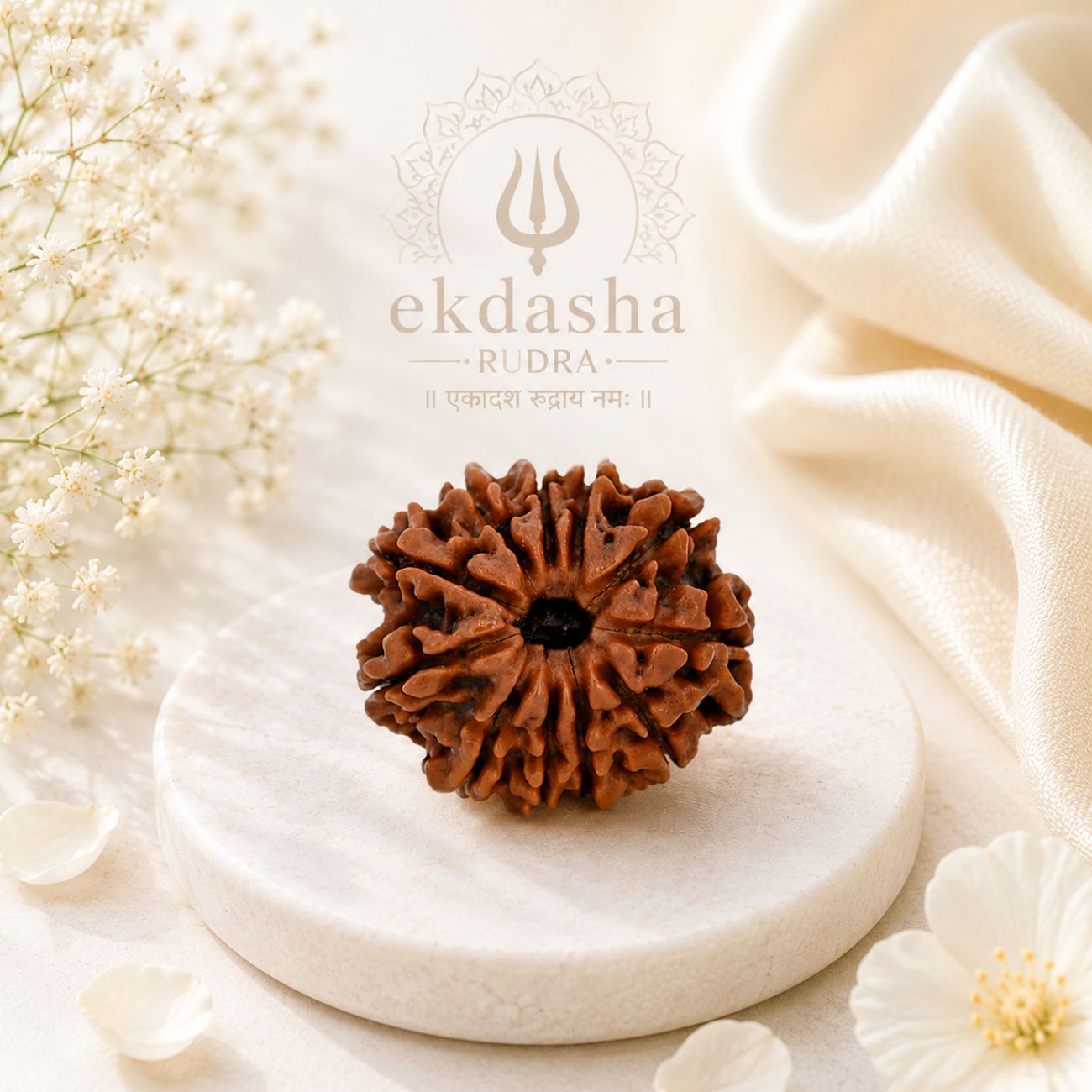 11 Mukhi Rudraksha from Nepal Loose Bead | Original Eleven Mukhi Rudraksha