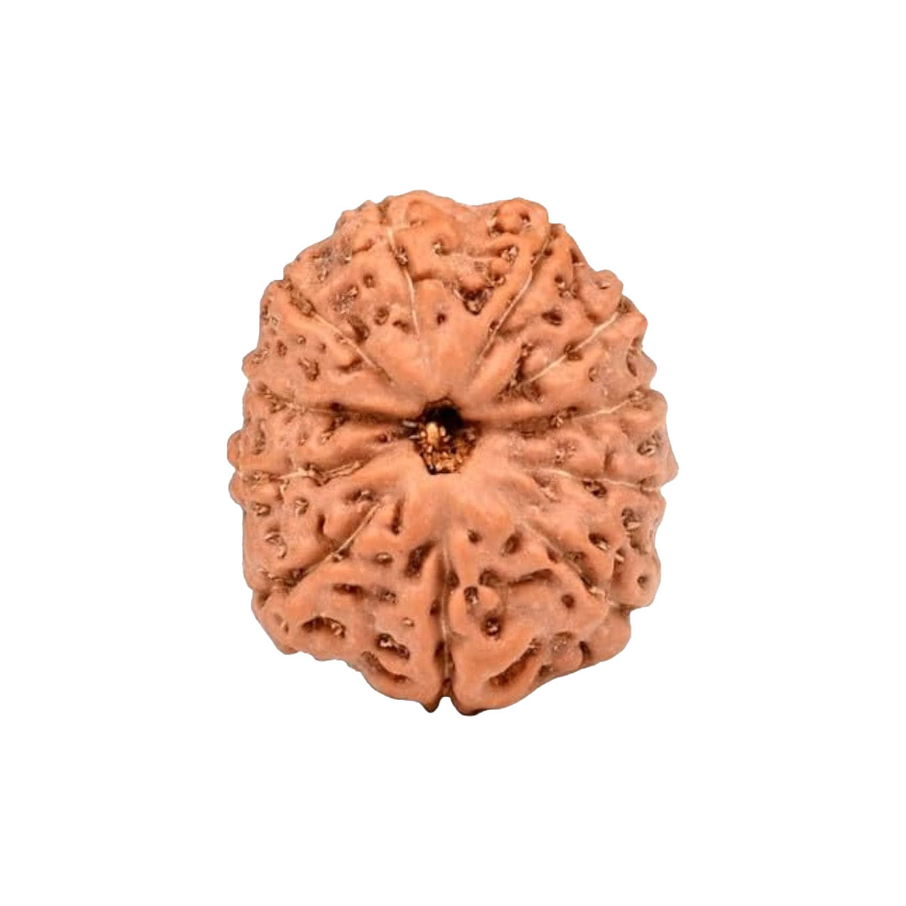 11 Mukhi Rudraksha From Java Loose Bead
