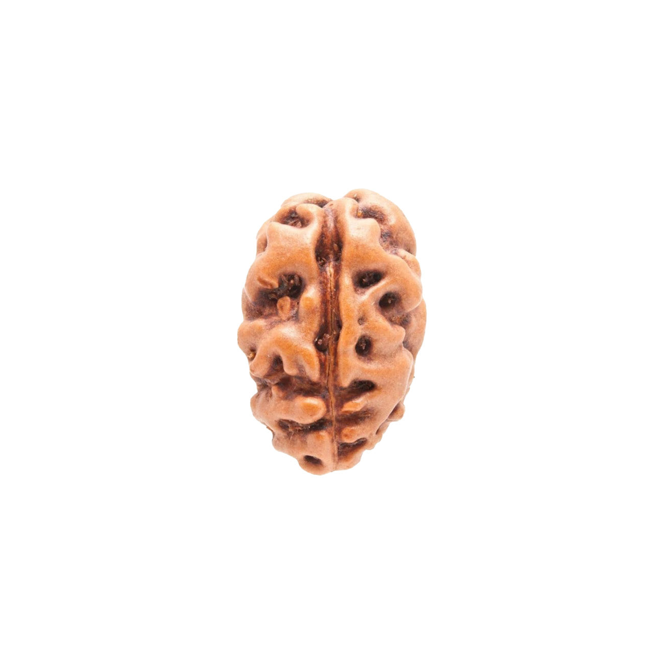2 Mukhi Rudraksha From Java Loose Bead
