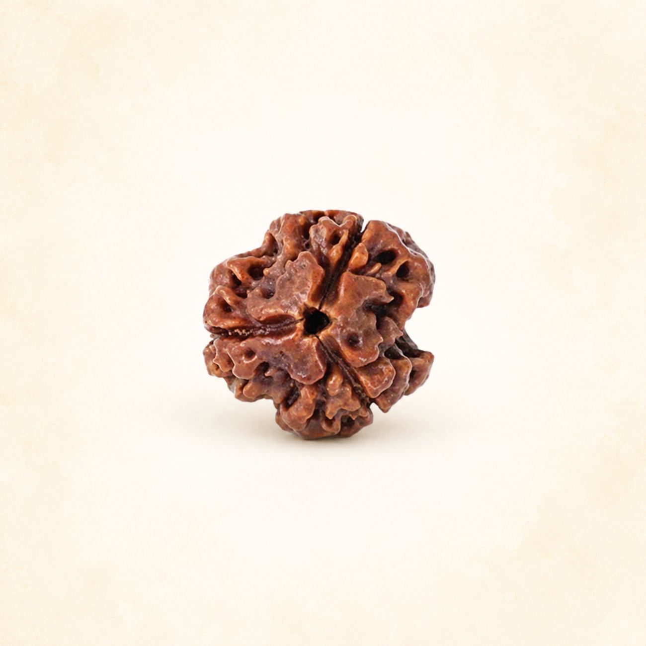 3 (Three) Mukhi Rudraksha From Nepal Loose Bead