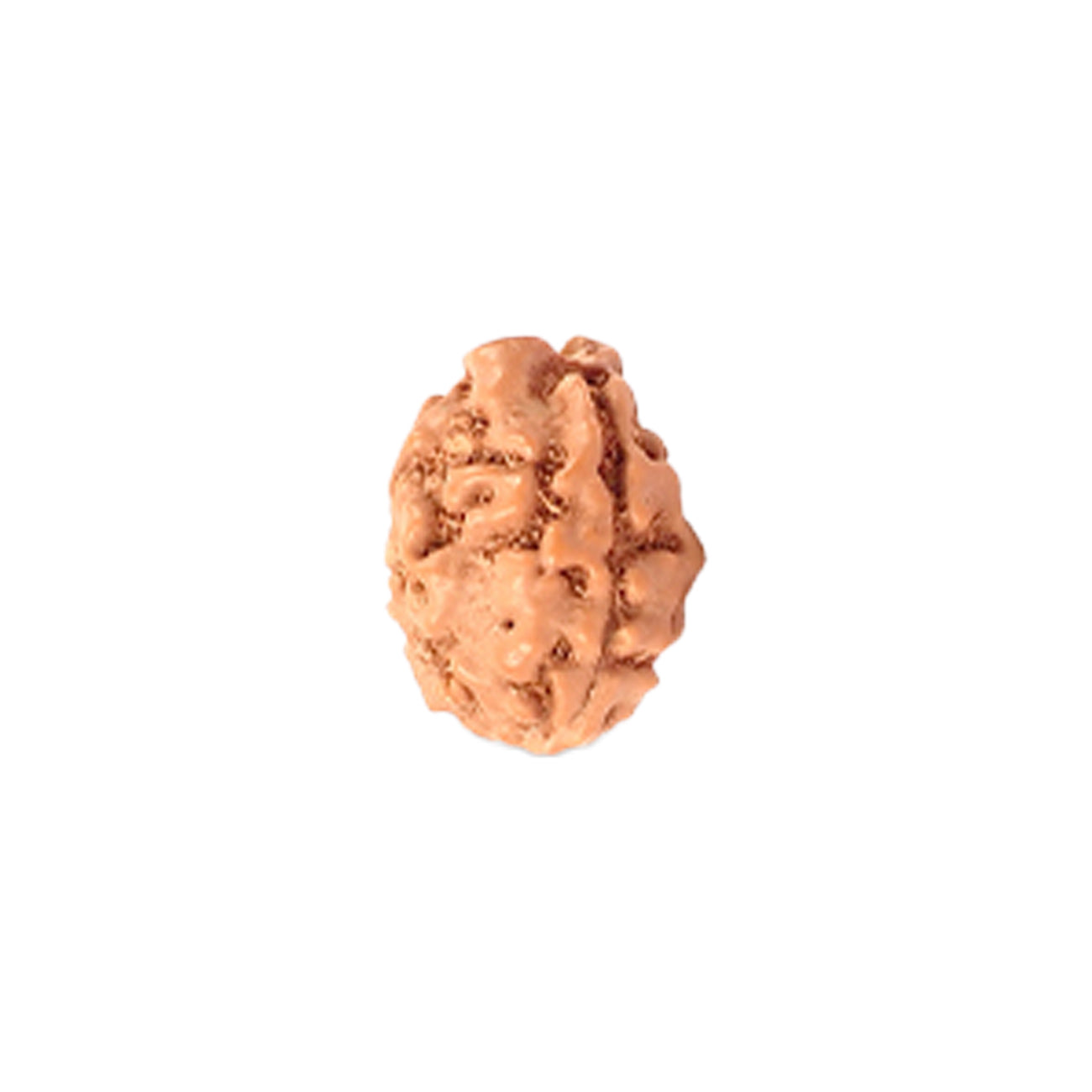 3 Mukhi Rudraksha From Java Loose Bead
