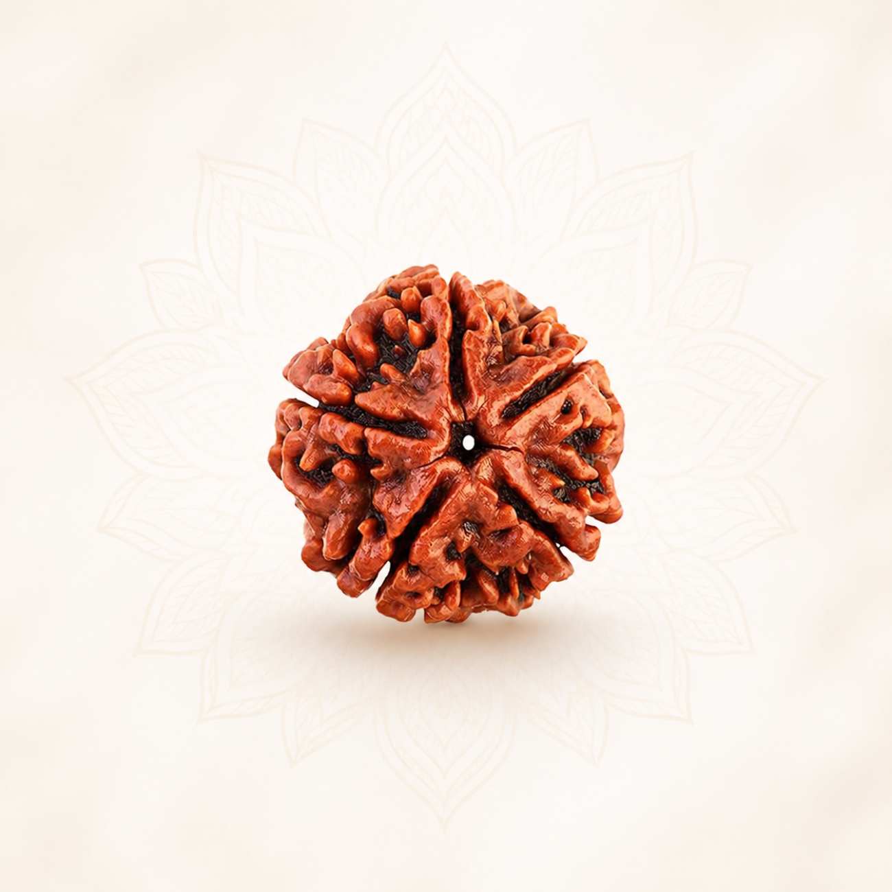 5 (Punchmukhi) Mukhi Rudraksha from Nepal Loose Bead