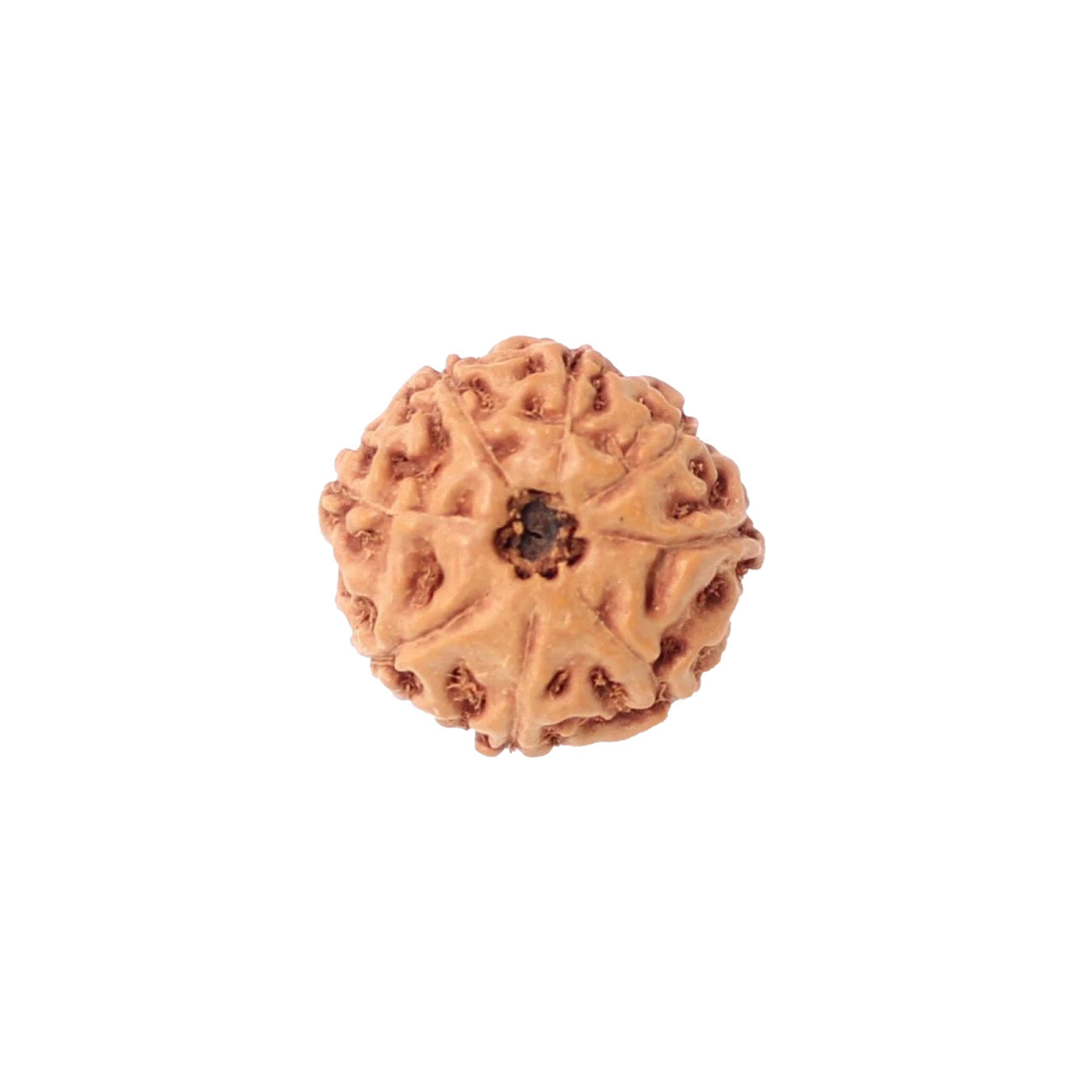 8 Mukhi Rudraksha From Java Loose Bead