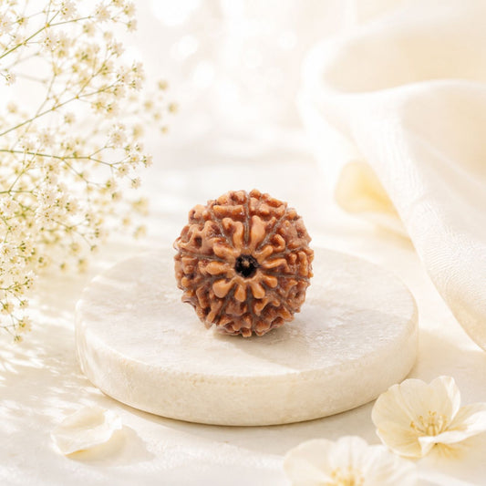 10 Mukhi Rudraksha from Java Loose Bead | Original Ten Mukhi Rudraksha
