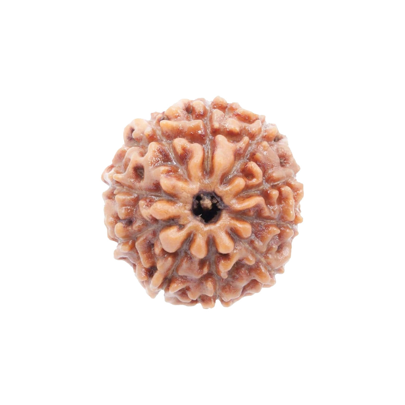 10 Mukhi Rudraksha From Java Loose Bead