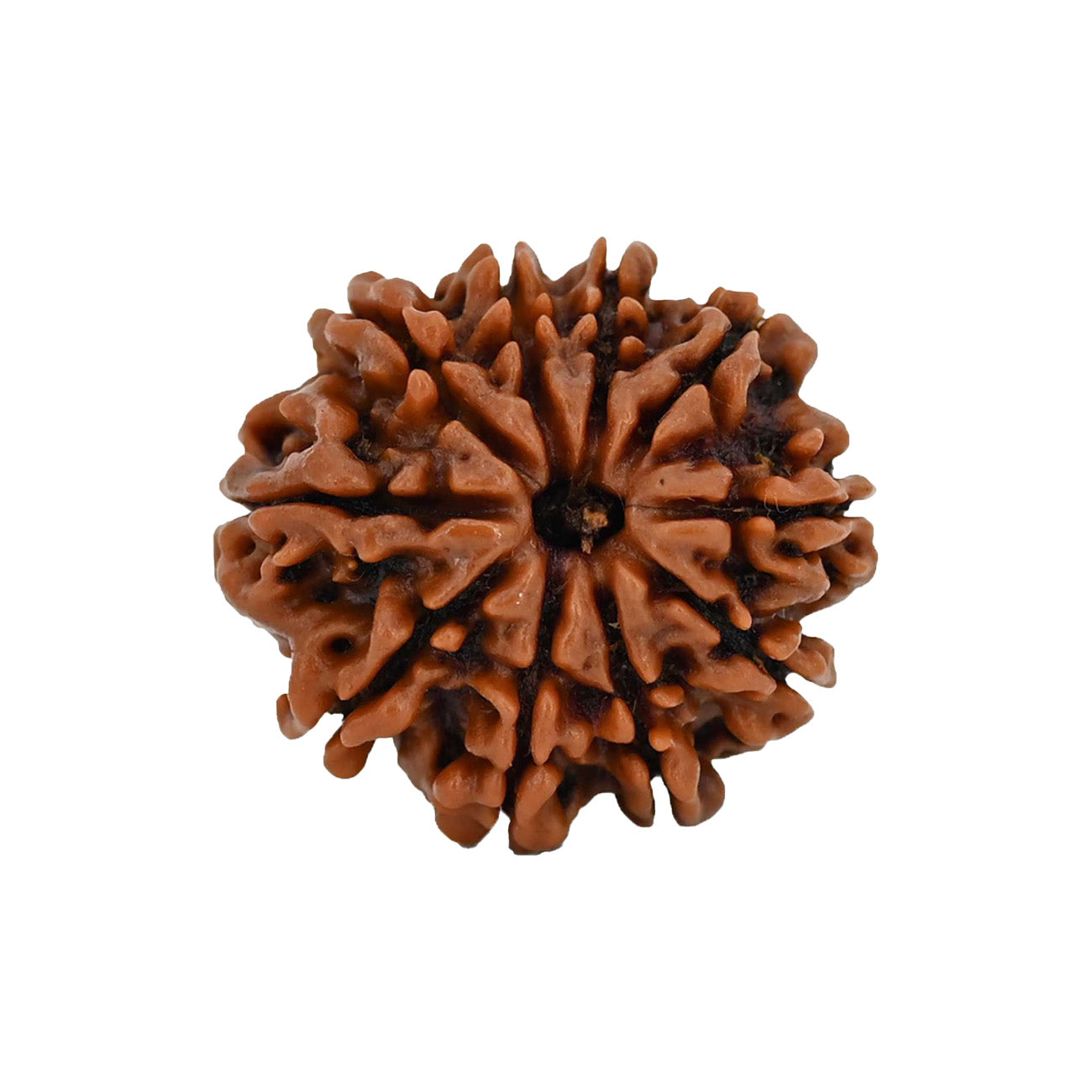 10 (Ten) Mukhi Rudraksha From Nepal Loose Bead