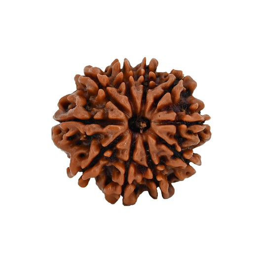 10 (Ten) Mukhi Rudraksha From Nepal Loose Bead