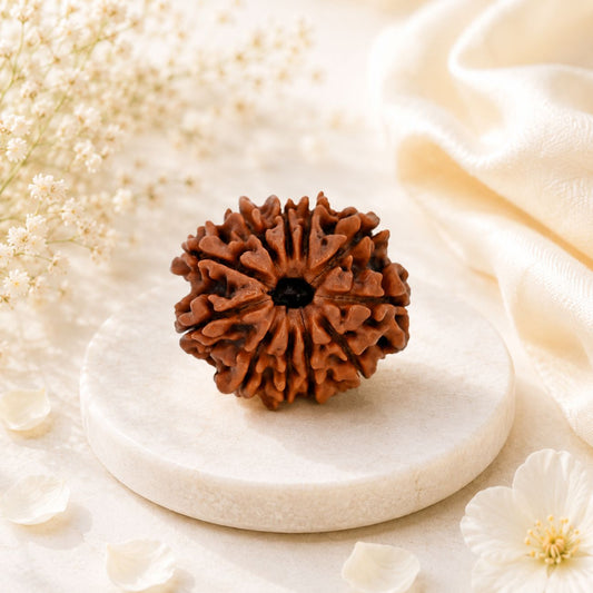 11 Mukhi Rudraksha from Nepal Loose Bead | Original Eleven Mukhi Rudraksha