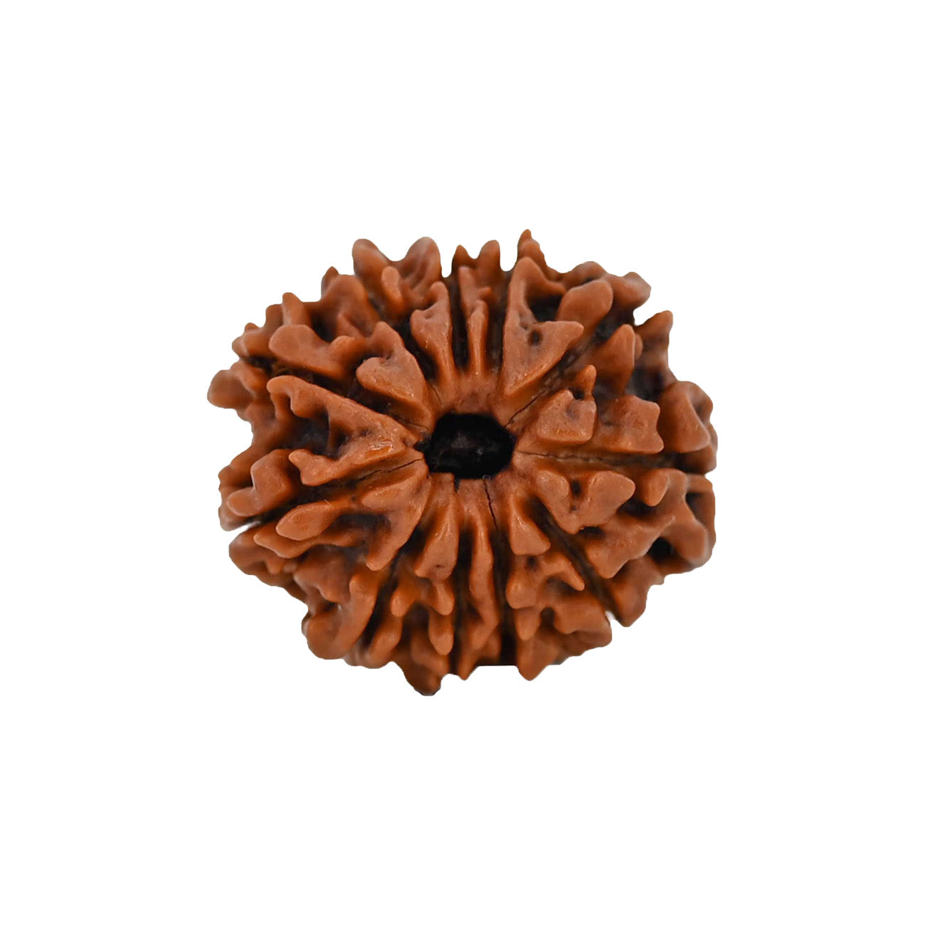11 (Eleven) Mukhi Rudraksha From Nepal Loose Bead