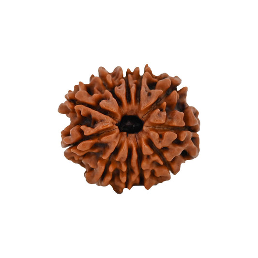 11 (Eleven) Mukhi Rudraksha From Nepal Loose Bead