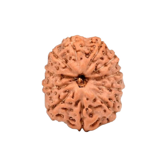 11 Mukhi Rudraksha From Java Loose Bead