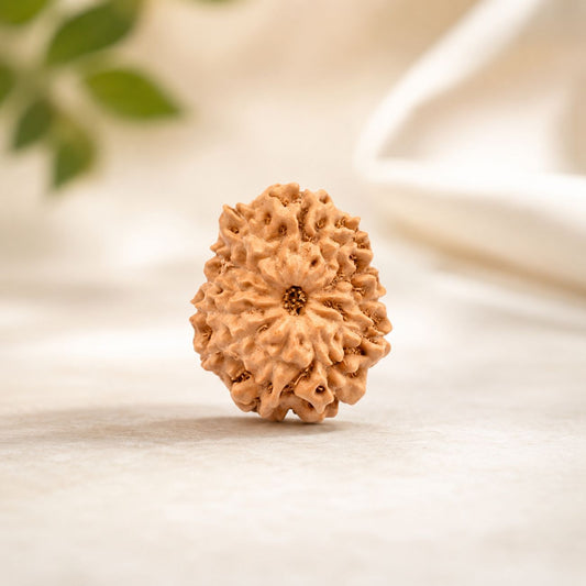 12 Mukhi Rudraksha from Java Loose Bead | Original Twelve Mukhi Rudraksha