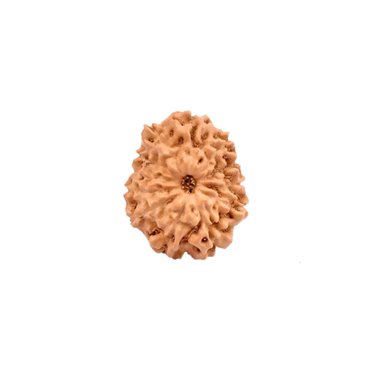 12 Mukhi Rudraksha From Java Loose Bead