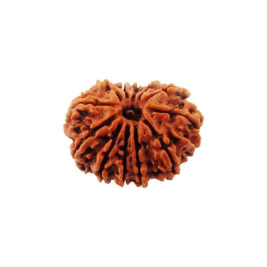 12 (Twelve) Mukhi Rudraksha From Nepal Loose Bead