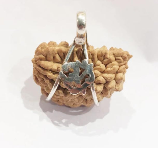 1 (One) Mukhi Rudraksh Half Moon - in Silver Basket