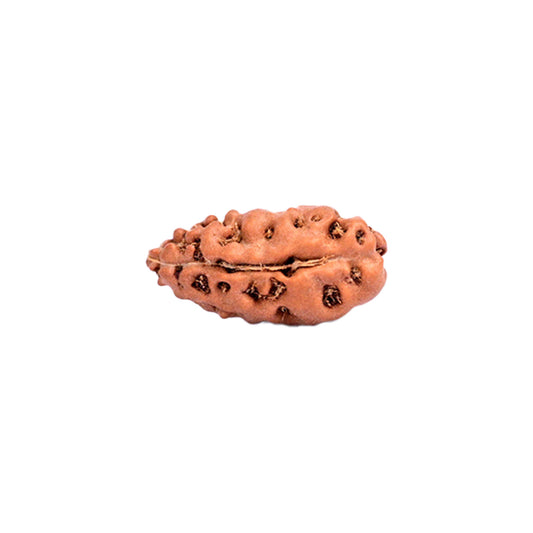 Original 1 Mukhi Rudraksha from Java (Ek Mukhi Rudraksha) Loose Bead | Authentic Lord Shiva Rudraksha for Spiritual Growth