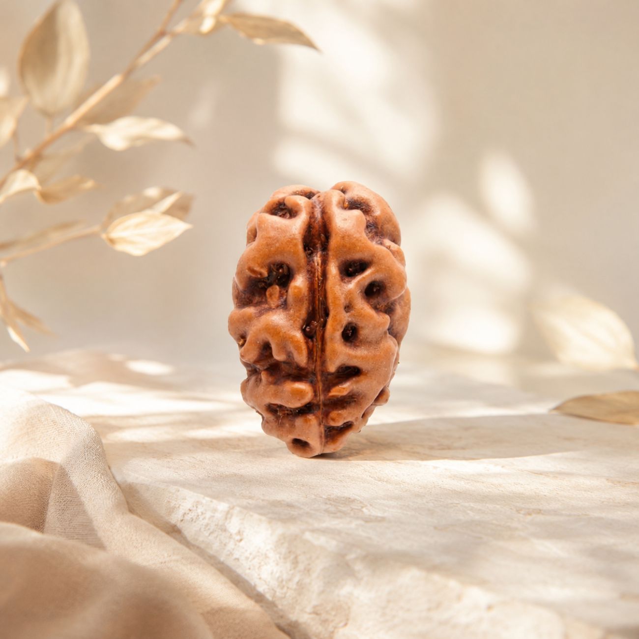 2 Mukhi Rudraksha from Java Loose Bead | Original Two Mukhi Rudraksha