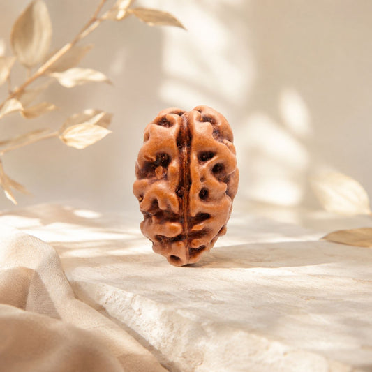 2 Mukhi Rudraksha from Java Loose Bead | Original Two Mukhi Rudraksha