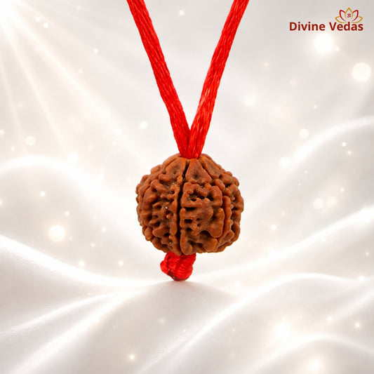 2 (Two) Mukhi Rudraksha From Nepal In Thread