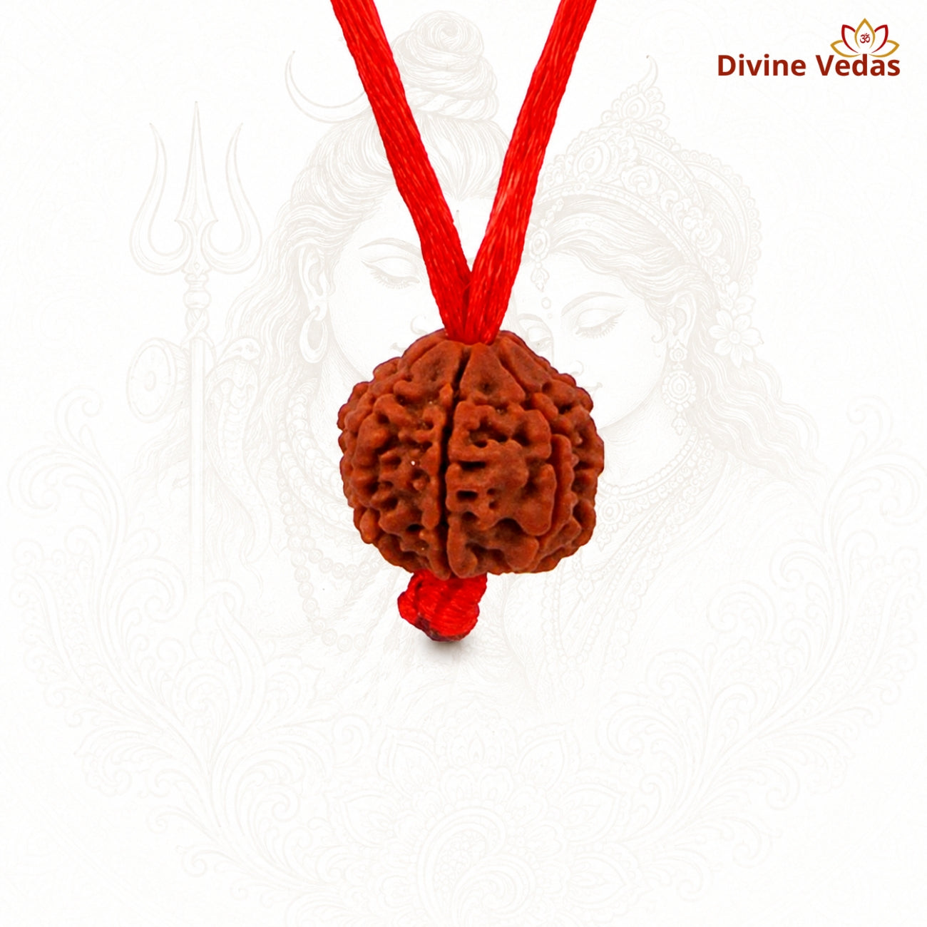 2 (Two) Mukhi Rudraksha From Nepal In Thread