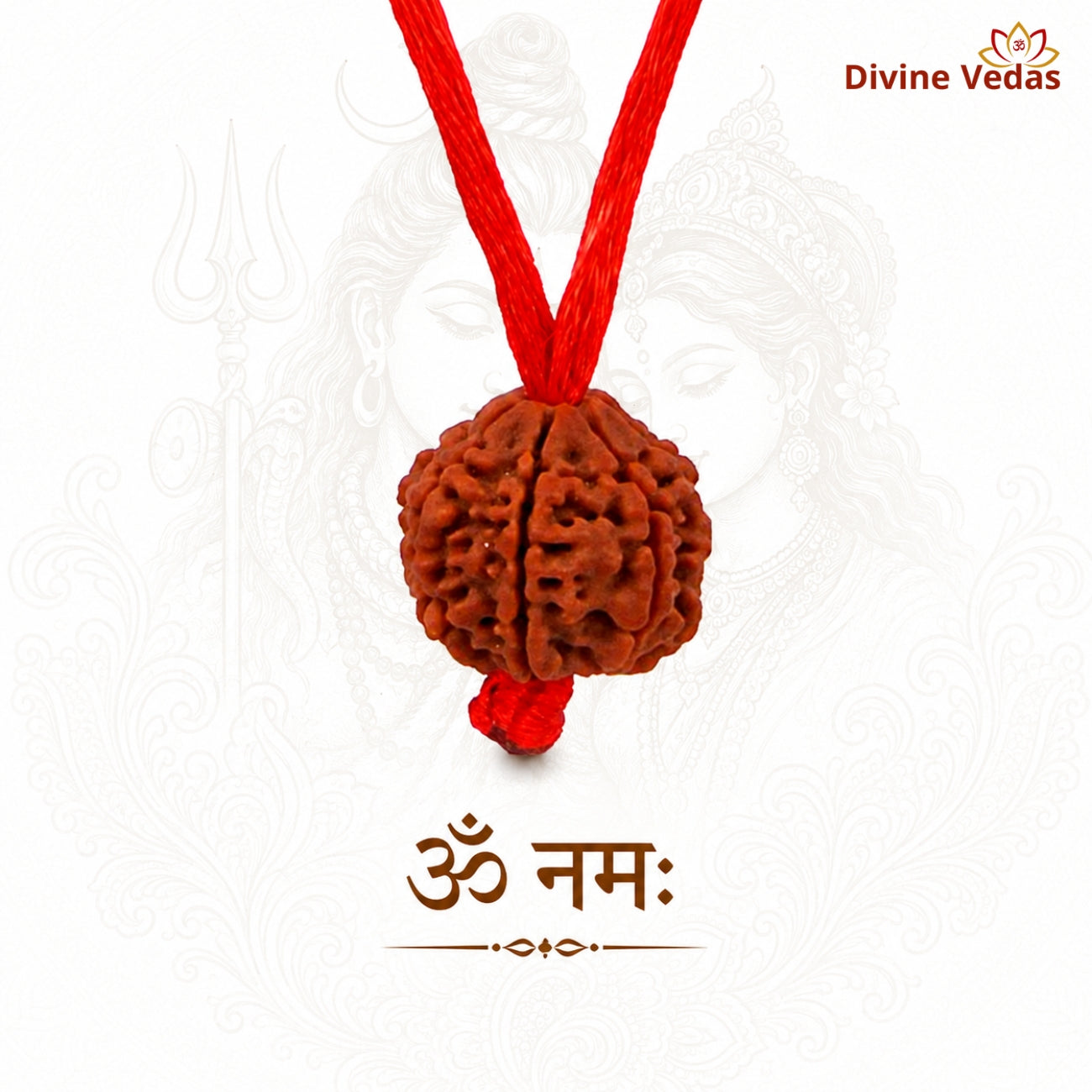 2 (Two) Mukhi Rudraksha From Nepal In Thread