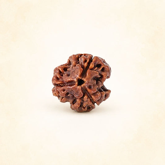 3 (Three) Mukhi Rudraksha From Nepal Loose Bead