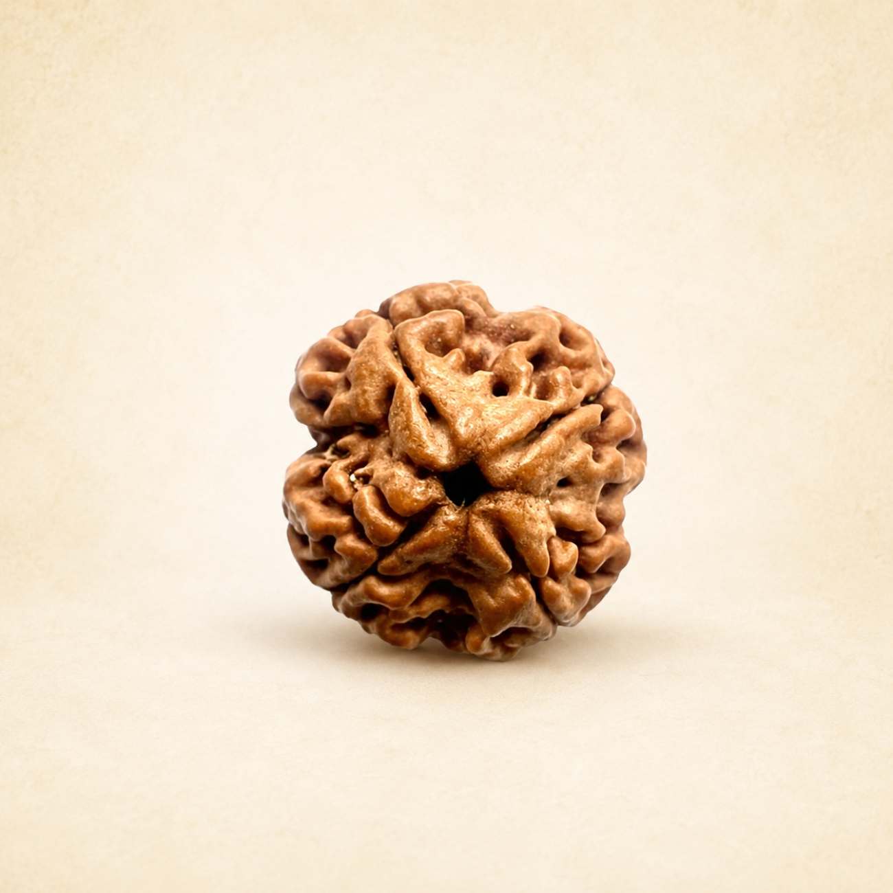 4 (four) Mukhi Rudraksha from Nepal Loose Bead