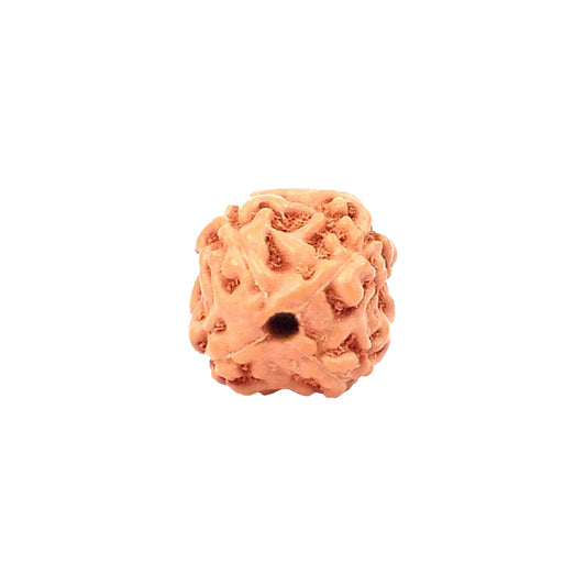 4 Mukhi Rudraksha From Java Loose Bead