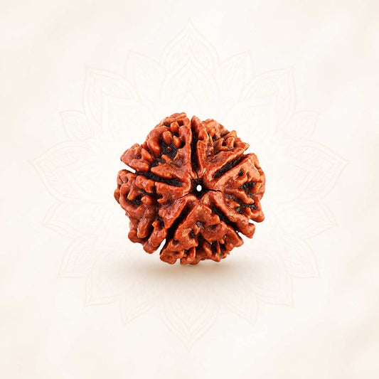 5 (Punchmukhi) Mukhi Rudraksha from Nepal Loose Bead