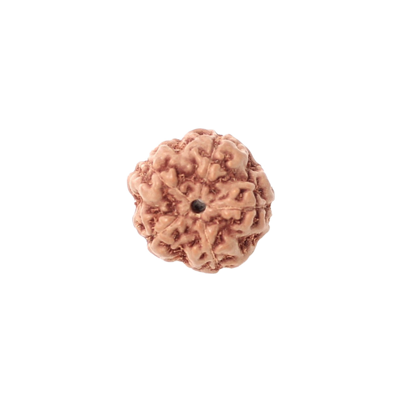5 Mukhi Rudraksha From Java Loose Bead