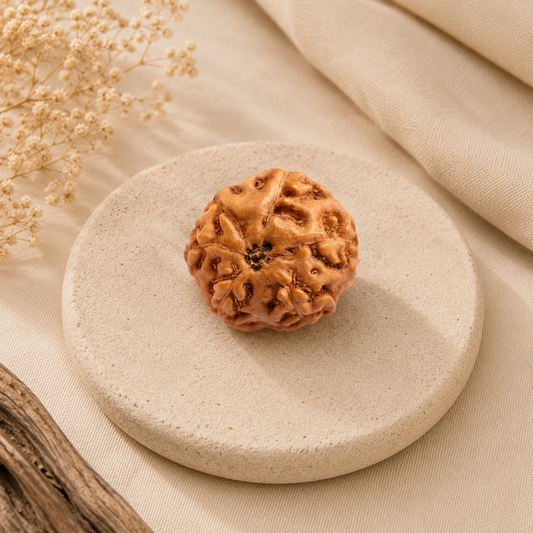 6 Mukhi Rudraksha from Java Loose Bead | Original Six Mukhi Rudraksha