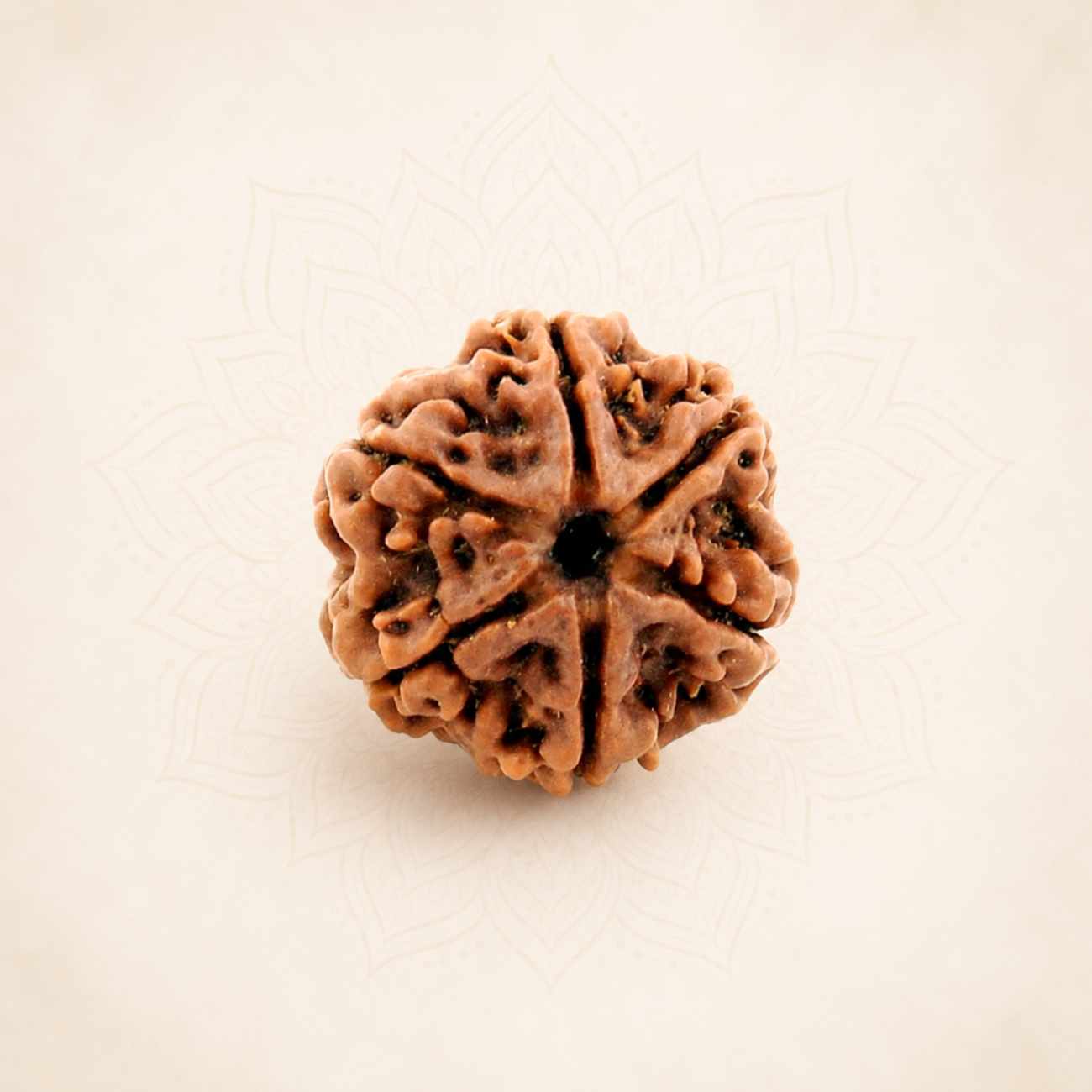 6 (Six) Mukhi Rudraksha From Nepal Loose Bead