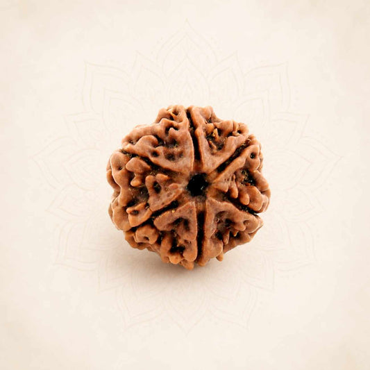 6 (Six) Mukhi Rudraksha From Nepal Loose Bead