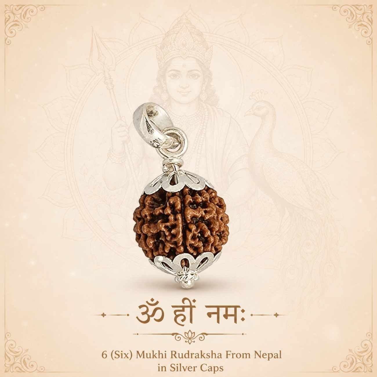 6 (Six) Mukhi Rudraksha From Nepal in Silver caps