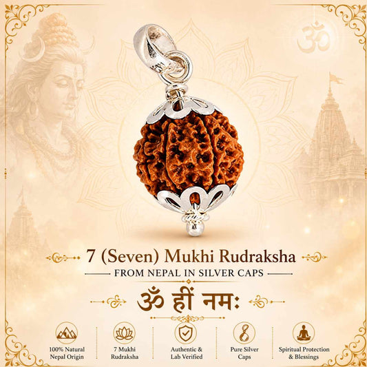 7 (Seven) Mukhi Rudraksha From Nepal in Silver caps
