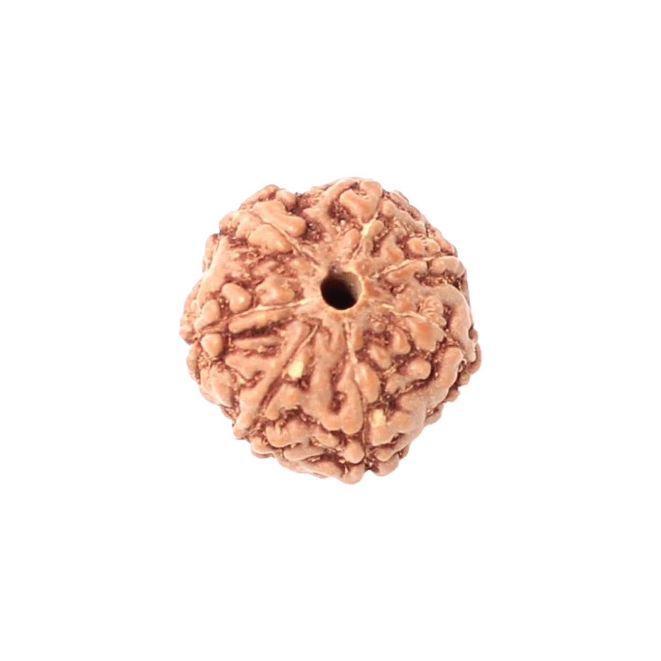 7 Mukhi Rudraksha From Java Loose Bead