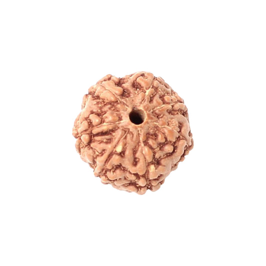7 Mukhi Rudraksha From Java Loose Bead