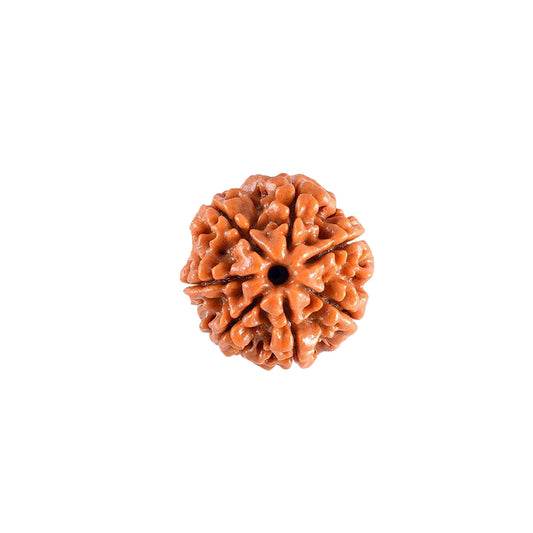 Original 7 Mukhi Rudraksha from Nepal Loose Bead | Authentic Seven Mukhi Rudraksha for Prosperity & Spiritual Growth