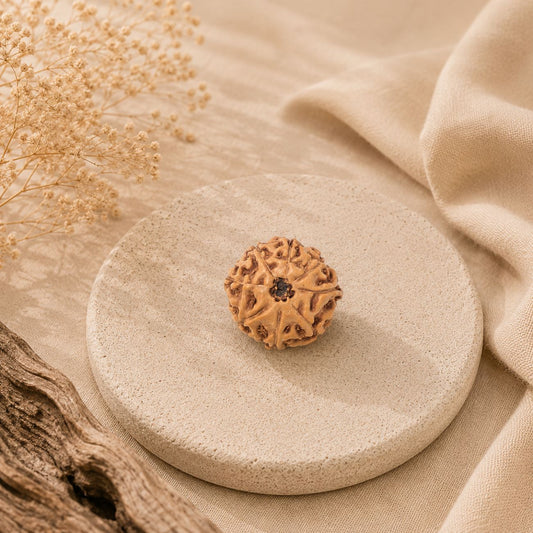 8 Mukhi Rudraksha from Java Loose Bead | Original Eight Mukhi Rudraksha