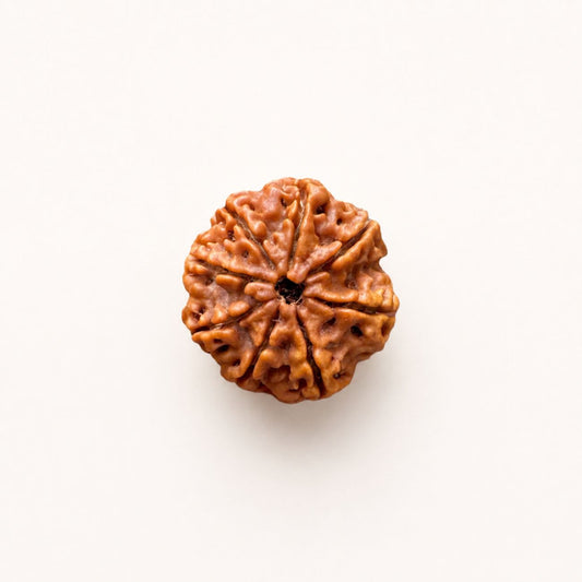 8 Mukhi Rudraksha from Nepal Loose Bead | Original Eight Mukhi Rudraksha