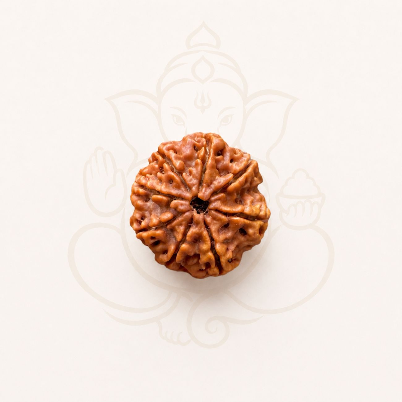 8 Mukhi Rudraksha from Nepal Loose Bead | Original Eight Mukhi Rudraksha