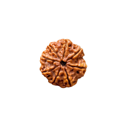 8 (Eight) Mukhi Rudraksha From Nepal Loose Bead