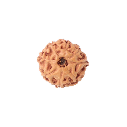 8 Mukhi Rudraksha From Java Loose Bead