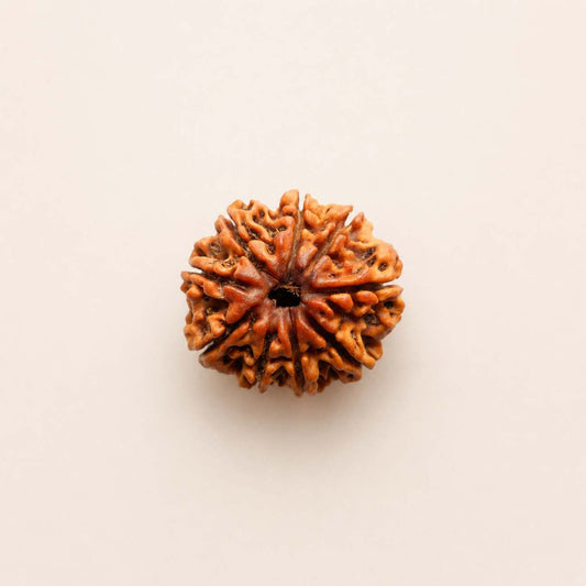 9 Mukhi Rudraksha from Nepal Loose Bead | Original Nine Mukhi Rudraksha