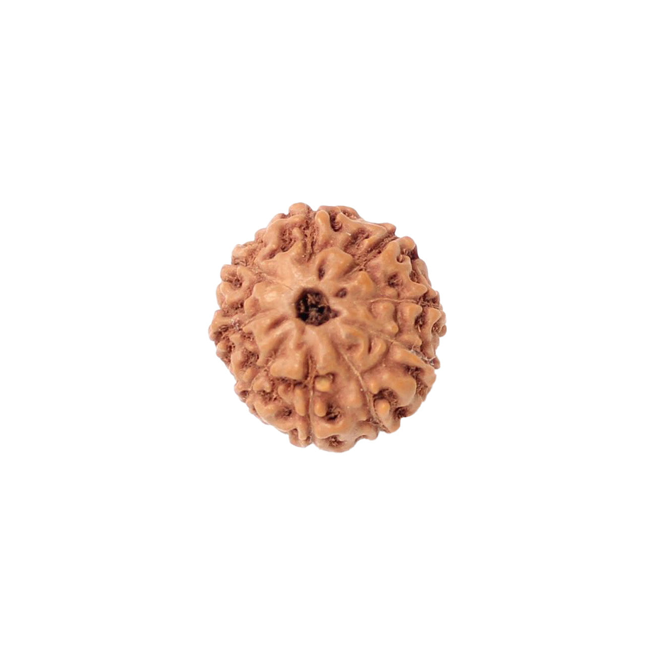 9 Mukhi Rudraksha From Java Loose Bead