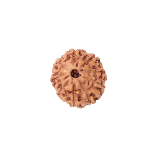 9 Mukhi Rudraksha From Java Loose Bead