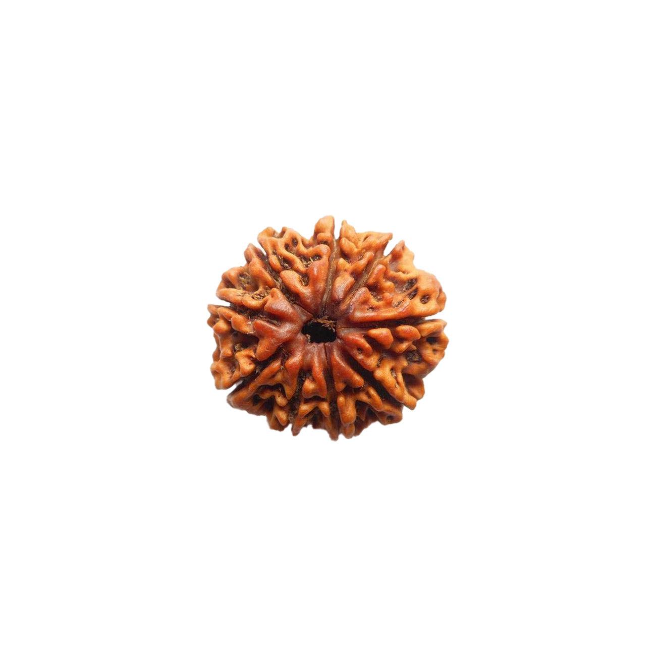 9 (Nine) Mukhi Rudraksha From Nepal Loose Bead