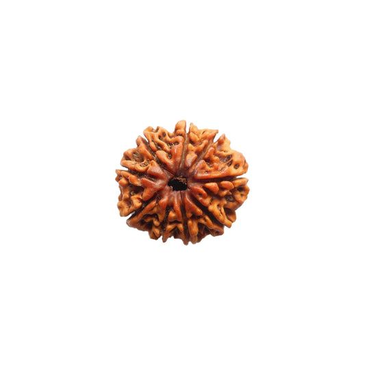 9 (Nine) Mukhi Rudraksha From Nepal Loose Bead