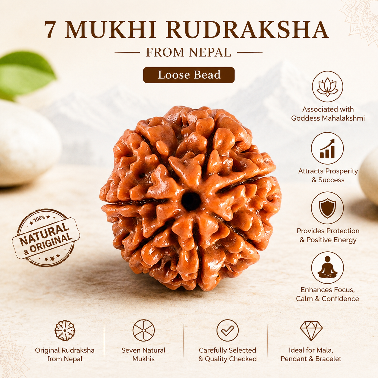 Original 7 Mukhi Rudraksha from Nepal Loose Bead | Authentic Seven Mukhi Rudraksha for Prosperity & Spiritual Growth